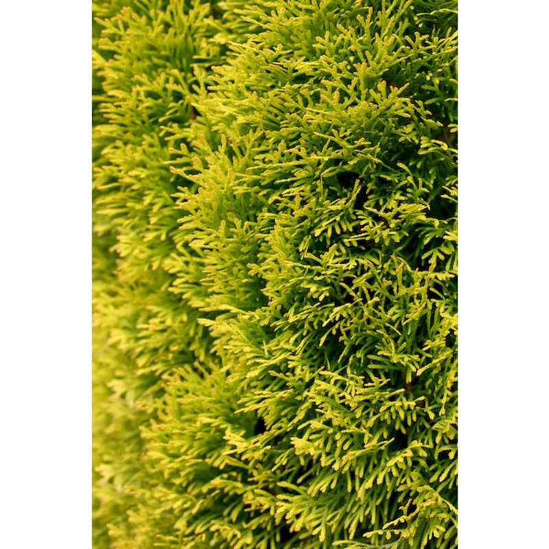 Thuja 2-Gallon