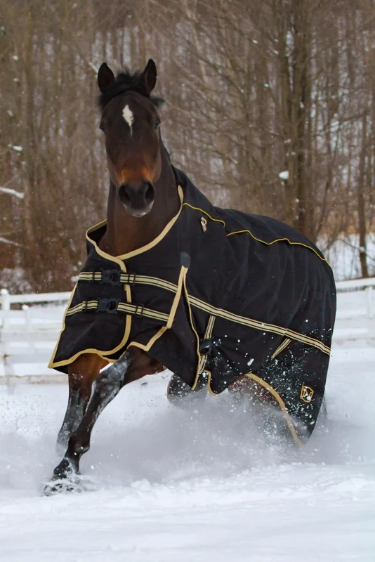 Noble Equestrian 4-in-1 Guardsman Turnout Blanket Black / 81