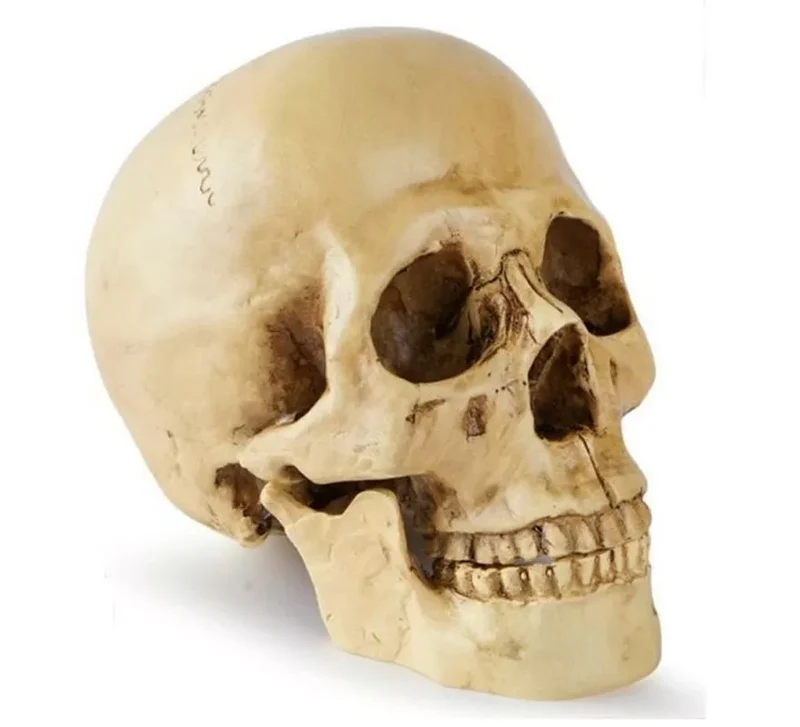 Cráneo o Calavera para decoración de 17x13x19 cm Sin talla