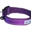 Baydog Tampa Dog Collar Purple Rain / X-Large (20.5-23")