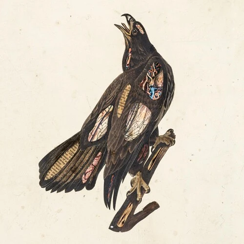 Clutch - Book Of Bad Decisions New / Vinyl / Book Of Bad Decisions Weathermaker Music (WEMK70)