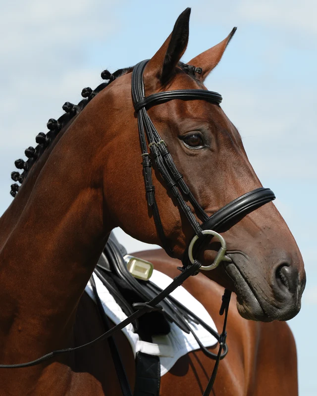 Collegiate Syntovia+ Padded Raised Flash Bridle Black / Warmblood