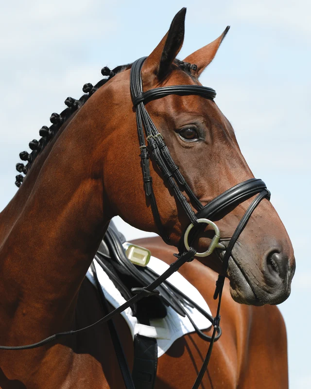 Collegiate Syntovia+ Padded Raised Flash Bridle Brown / Cob