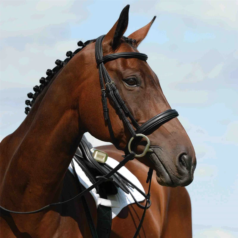 Collegiate Syntovia+ Padded Raised Cavesson Bridle Cob / Black