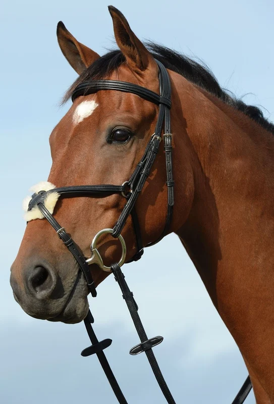 Collegiate Syntovia+ Padded Raised Figure 8 Bridle Full / Brown