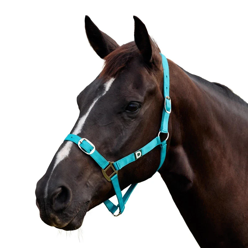 Dublin Everyday Adjustable Nylon Headcollar for Horses Full / Dark Turquoise