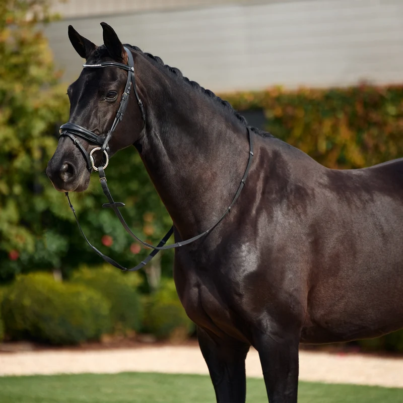 Dublin Patent Bridle Black / Full