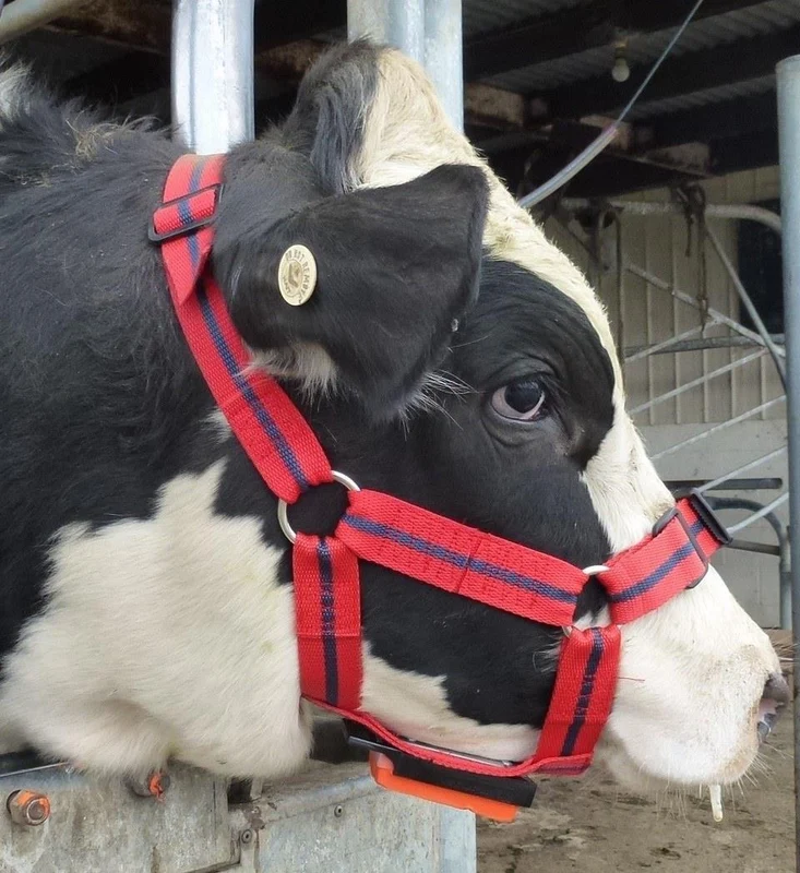 Rurtec Chinmark Bull Mating Harness for Cattle One Size / One Colour