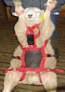 Rurtec Matingmark No Mate Teaser Harness Attachment One Size / Red & Black