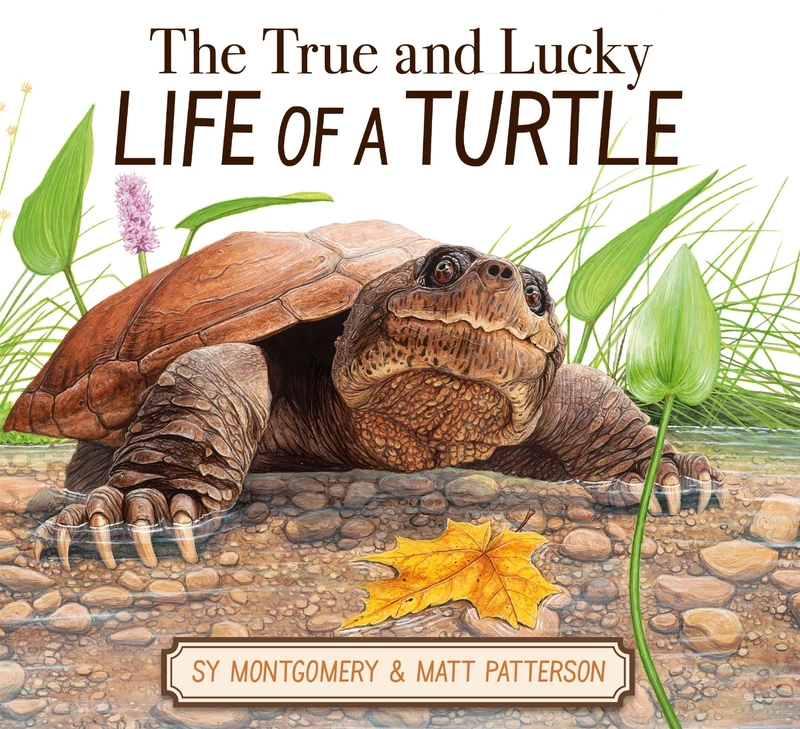 The True and Lucky Life of a Turtle Hardback