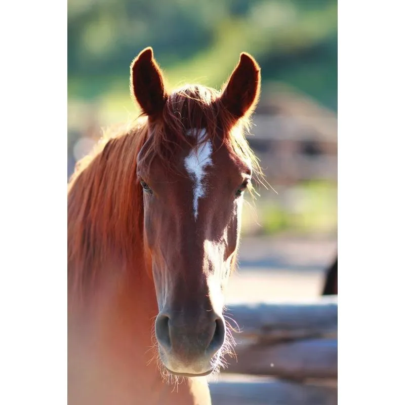 Kids Equine Photography Book