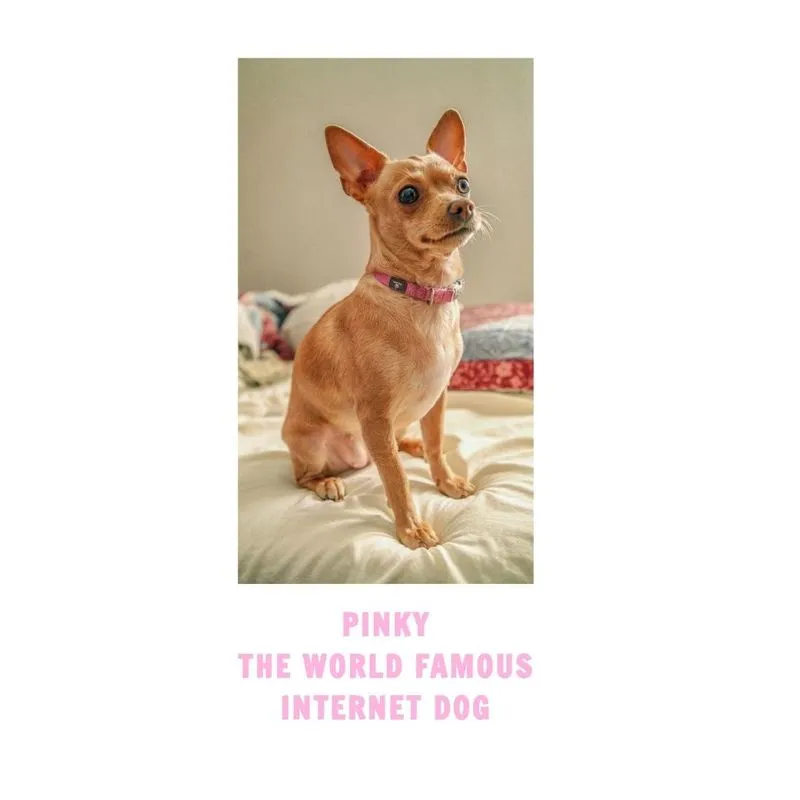 Pinky The Famous Internet Dog