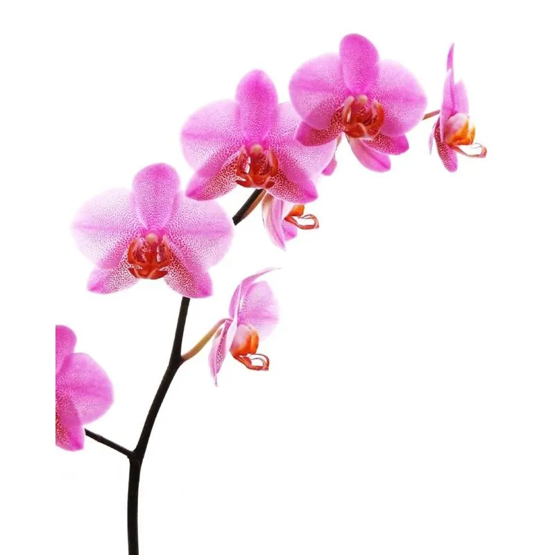 The Orchid Journal