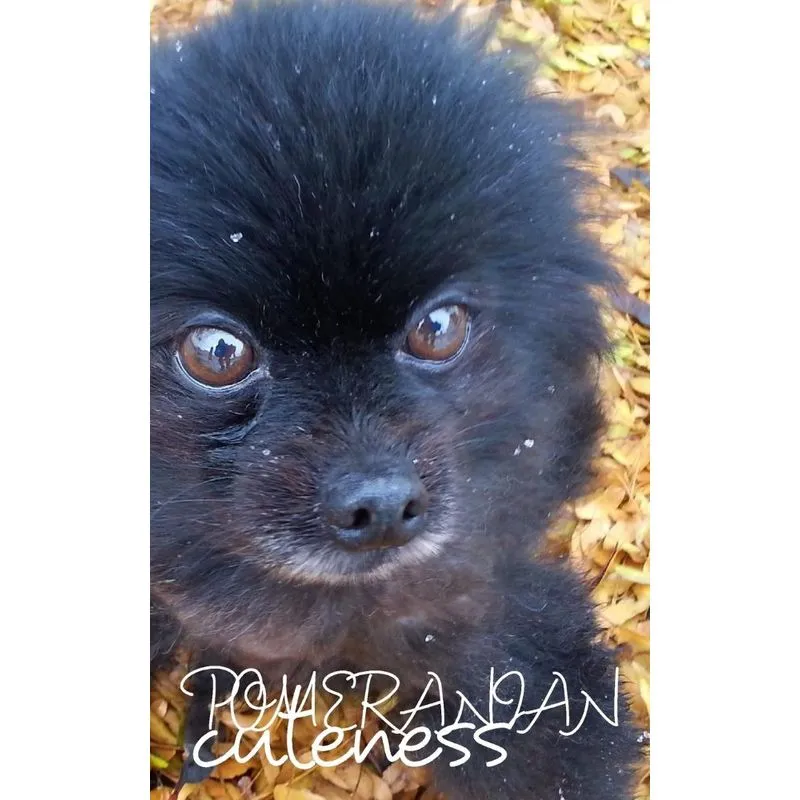Pomeranian Cutemess Journal