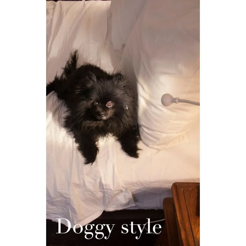 doggy style cuteness journal
