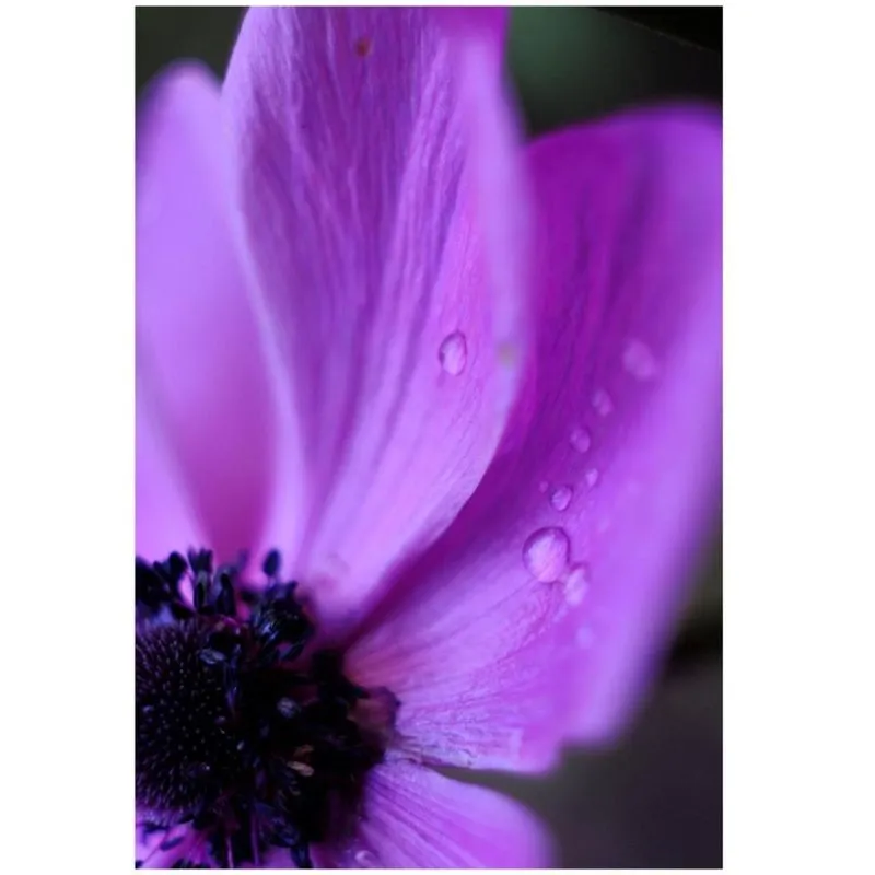 Morning dew