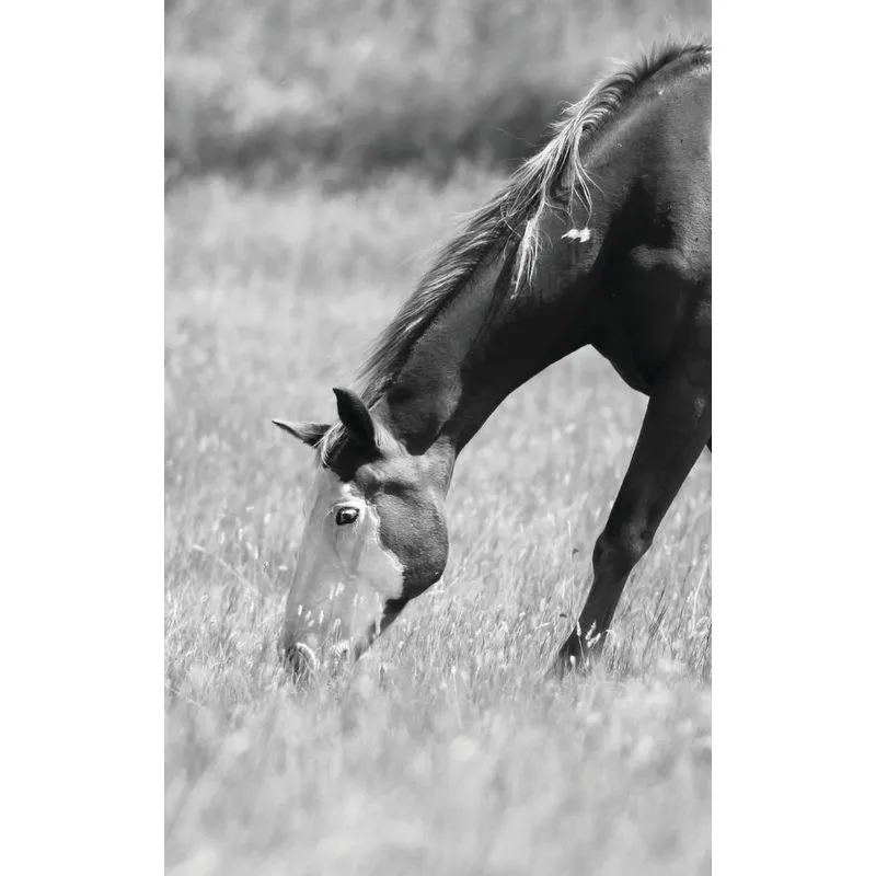 Petite Equine Journal