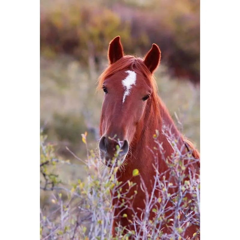 Kids Equine Journal