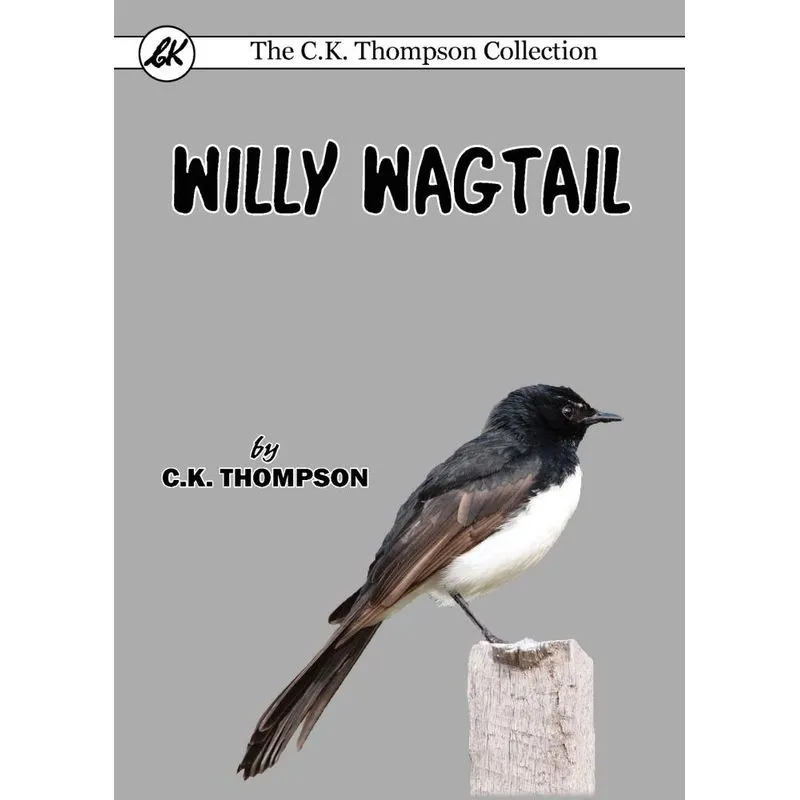 Willy Wagtail