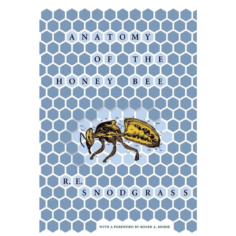 Anatomy of the Honey Bee