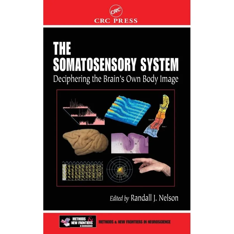The Somatosensory System