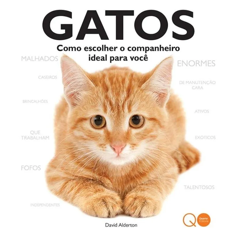 Gatos: Como escolher o companheiro ideal para você