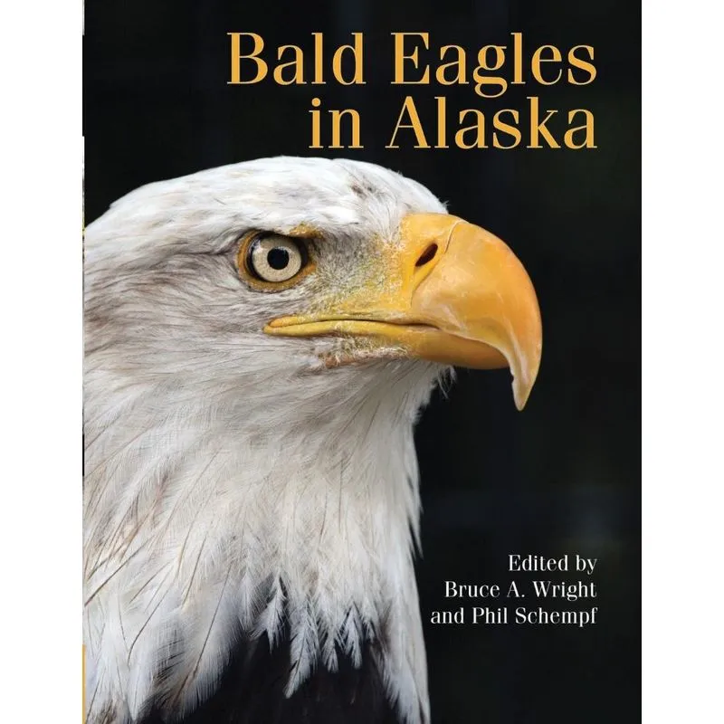 Bald Eagle in Alaska