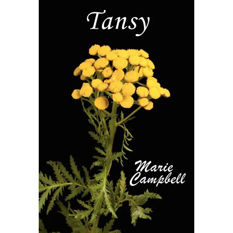 Tansy