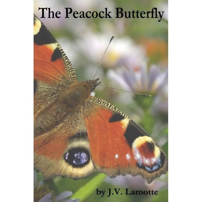 The Peacock Butterfly