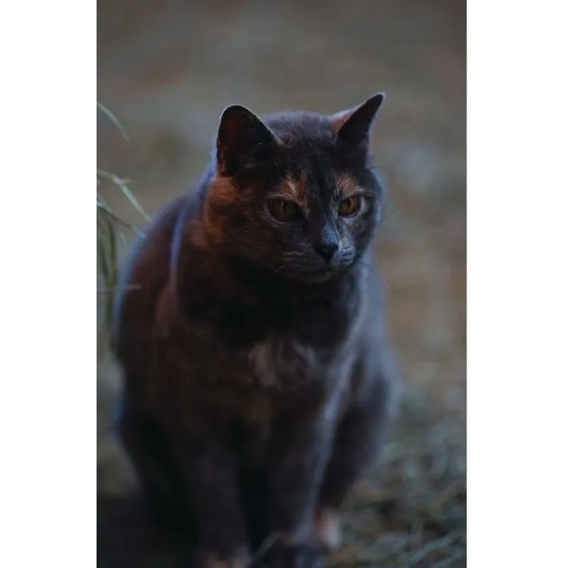 Kids Petite Barn Cat Journal