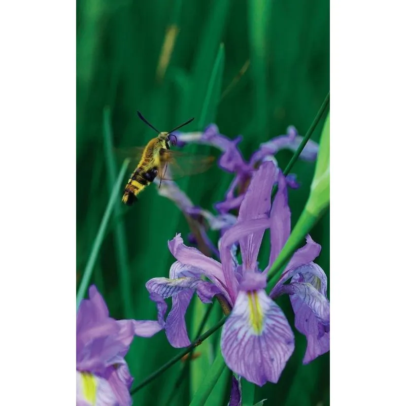 Petite Wild Blue Iris Journal