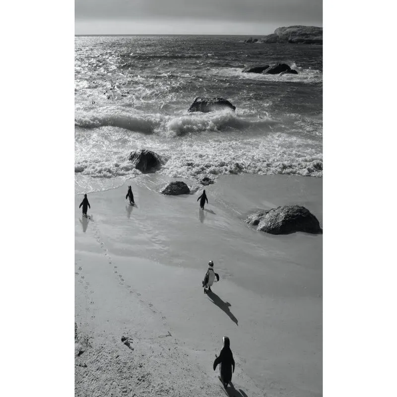 Alive! little penguin friends - Black and White - Photo Art Notebooks (5 x 8 series)