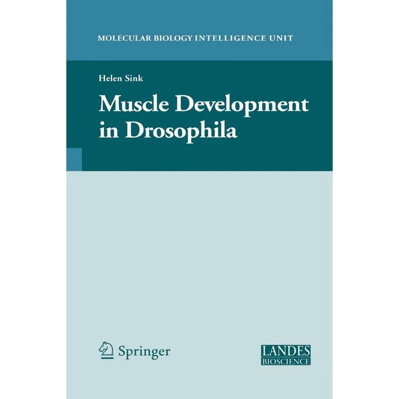 Muscle Development in Drosophilia