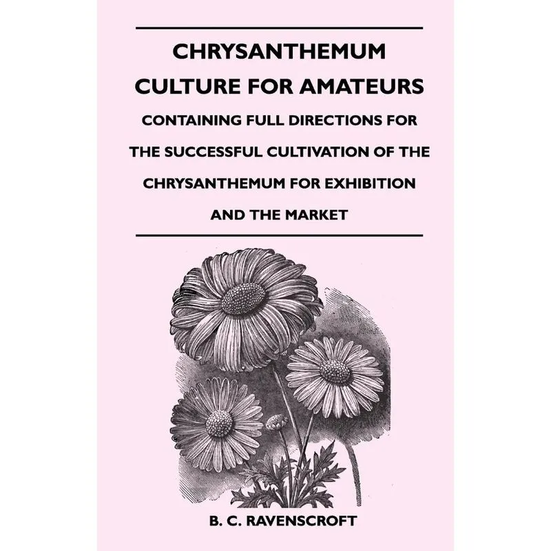 Chrysanthemum Culture for Amateurs