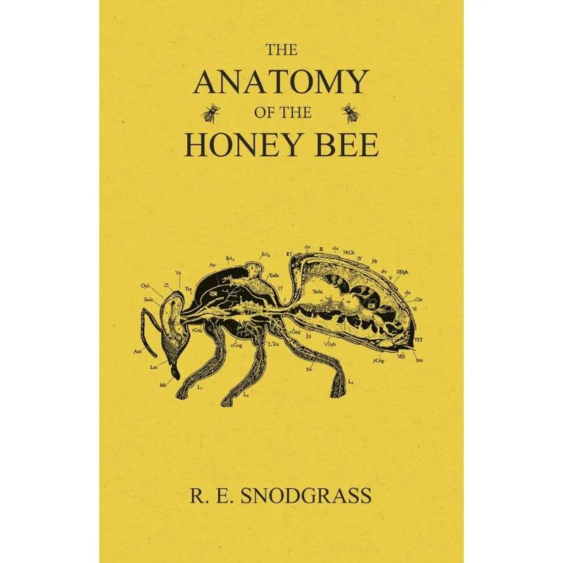 The Anatomy of the Honey Bee