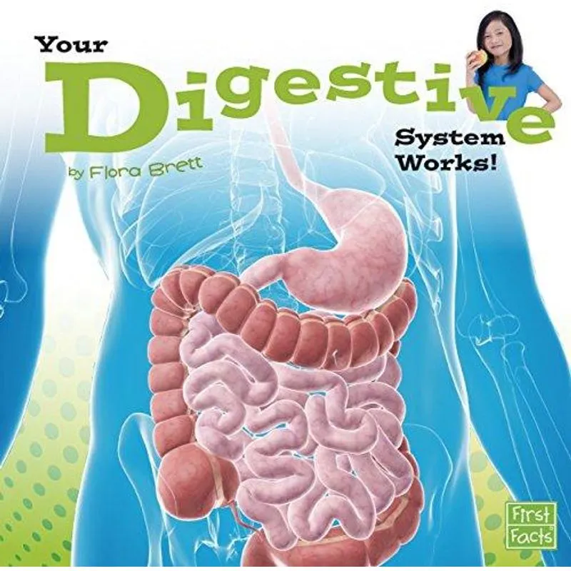 Your Digestive System Works!