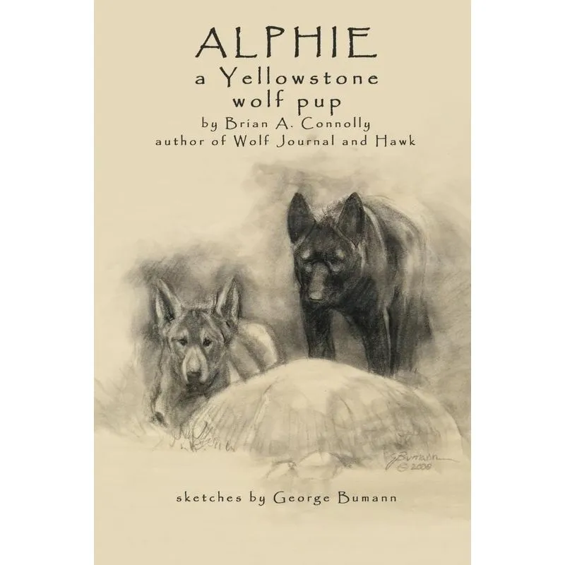 Alphie, a Yellowstone Wolf Pup