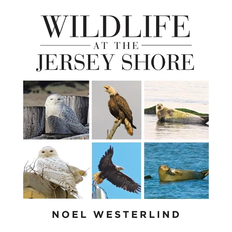 Wildlife at the Jersey Shore