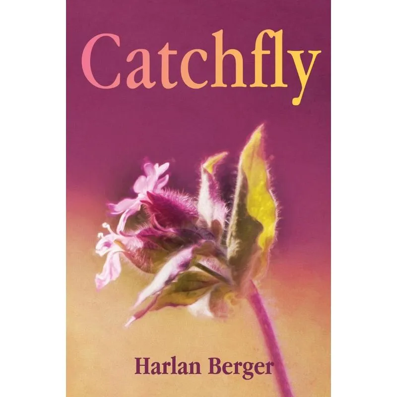 Catchfly