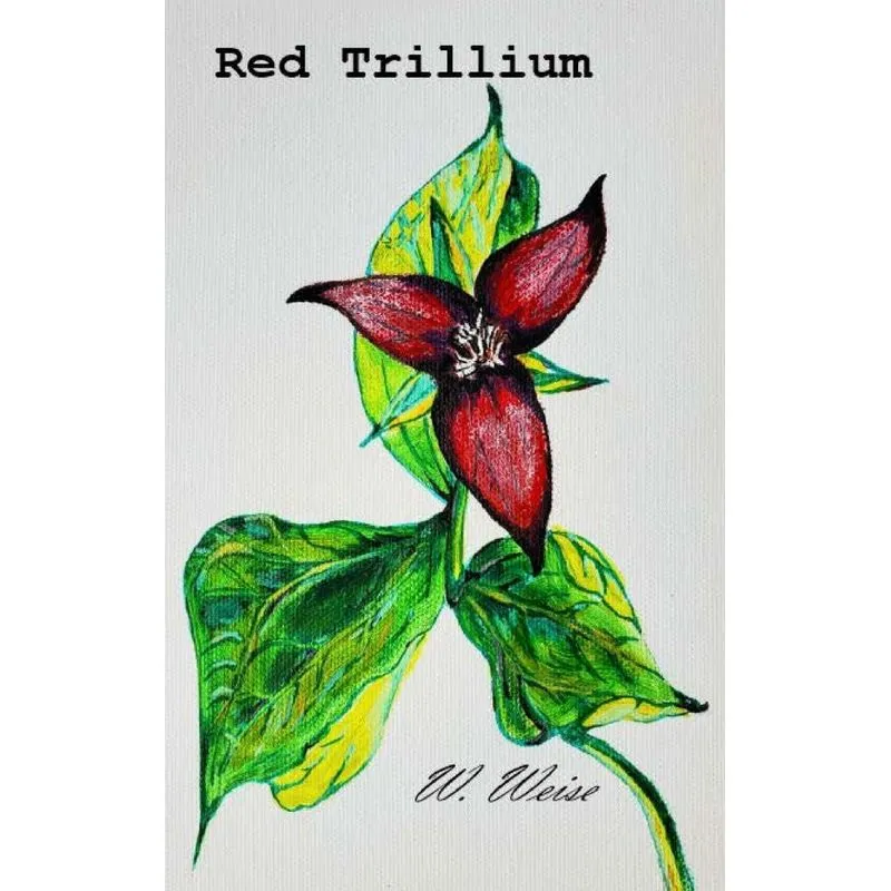 Red Trillium