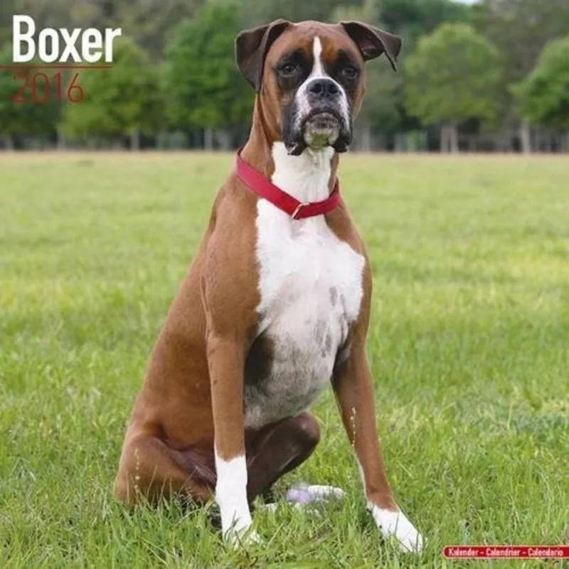 2016 CALENDARS - BOXER