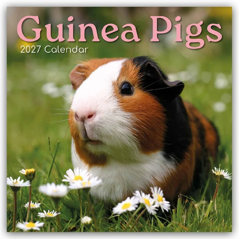 Guinea Pigs - Meerschweinchen 2027 - 16-Monatskalender