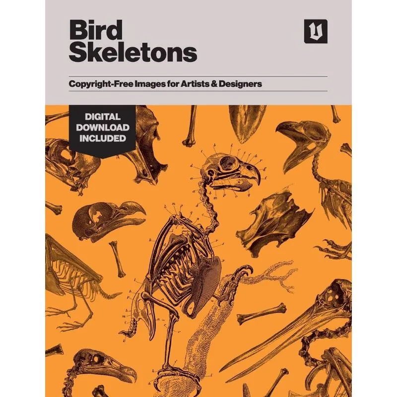 Bird Skeletons