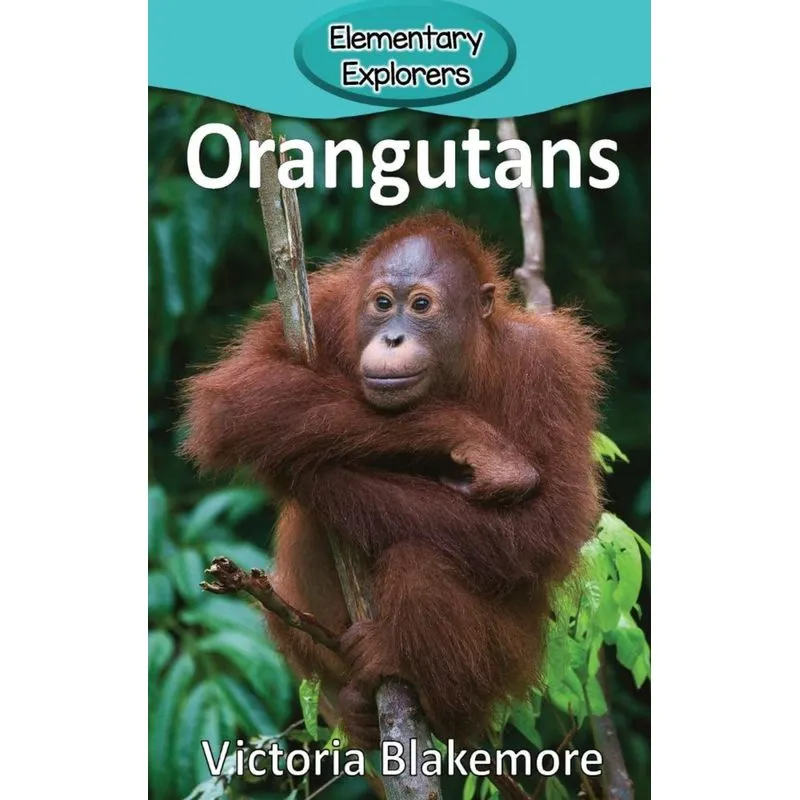 Orangutans