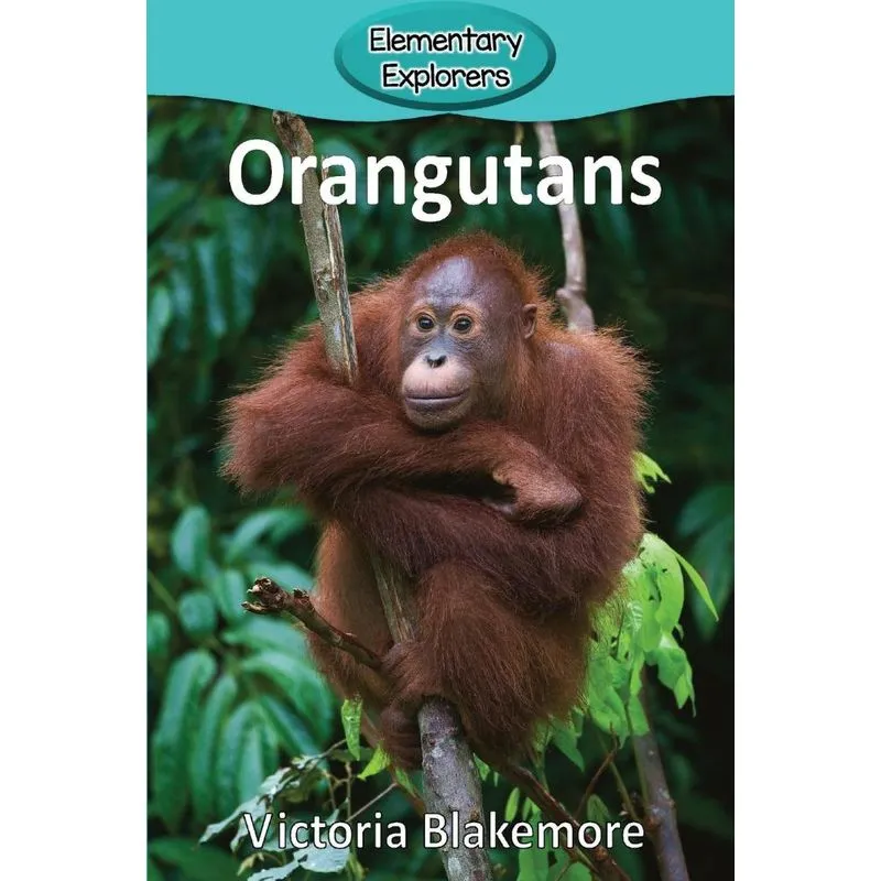 Orangutans