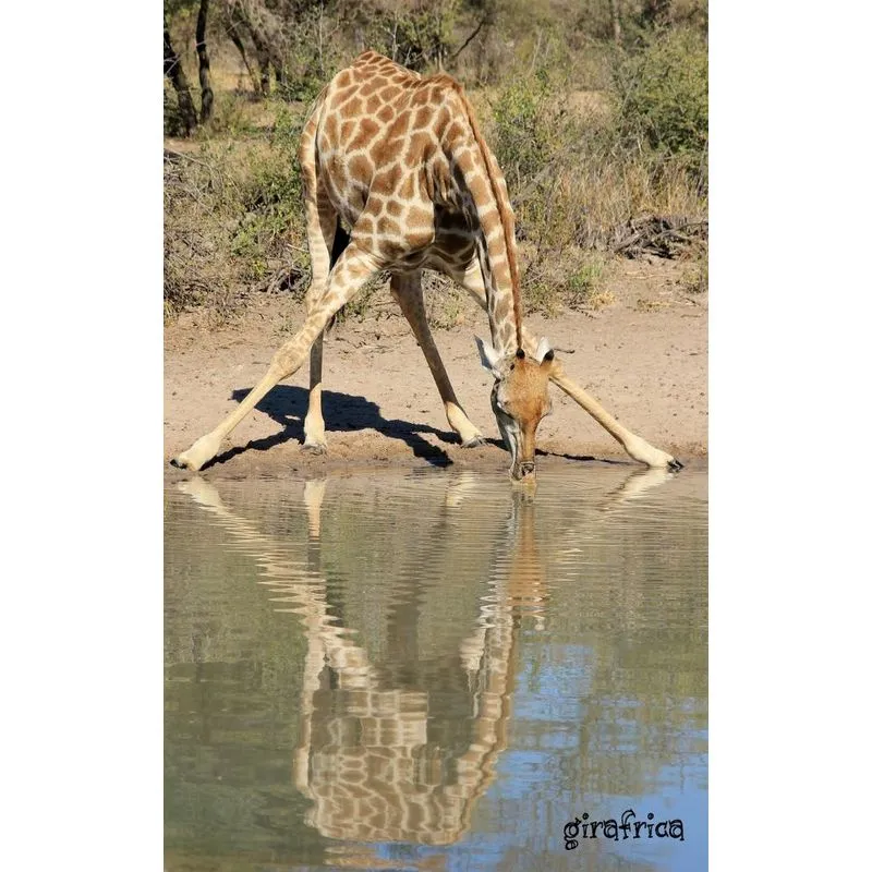 Girafrica