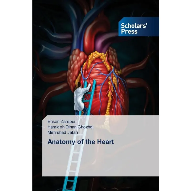 Anatomy Of The Heart