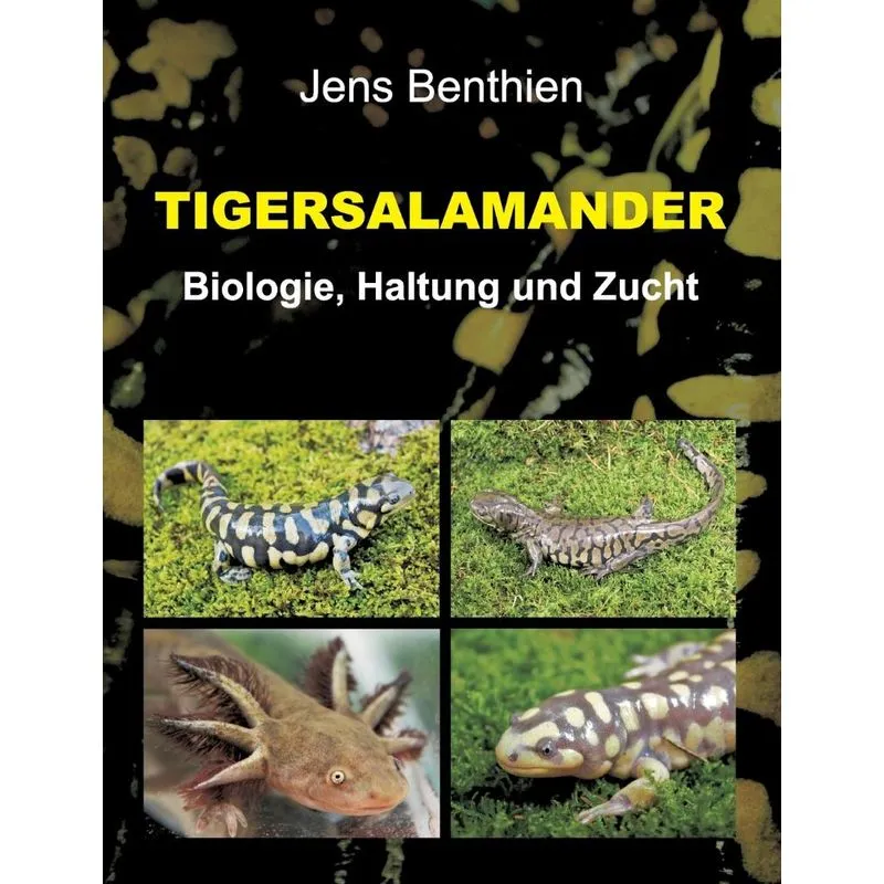 Tigersalamander