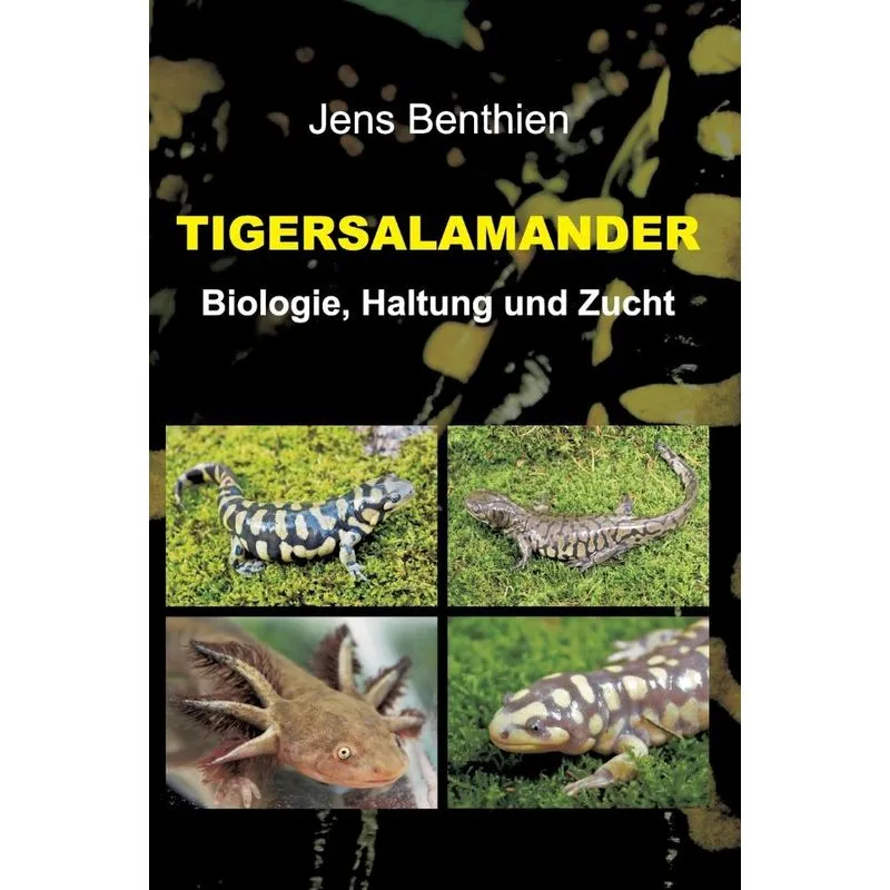 Tigersalamander