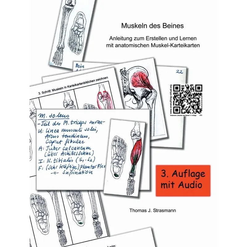 Muskeln des Beines